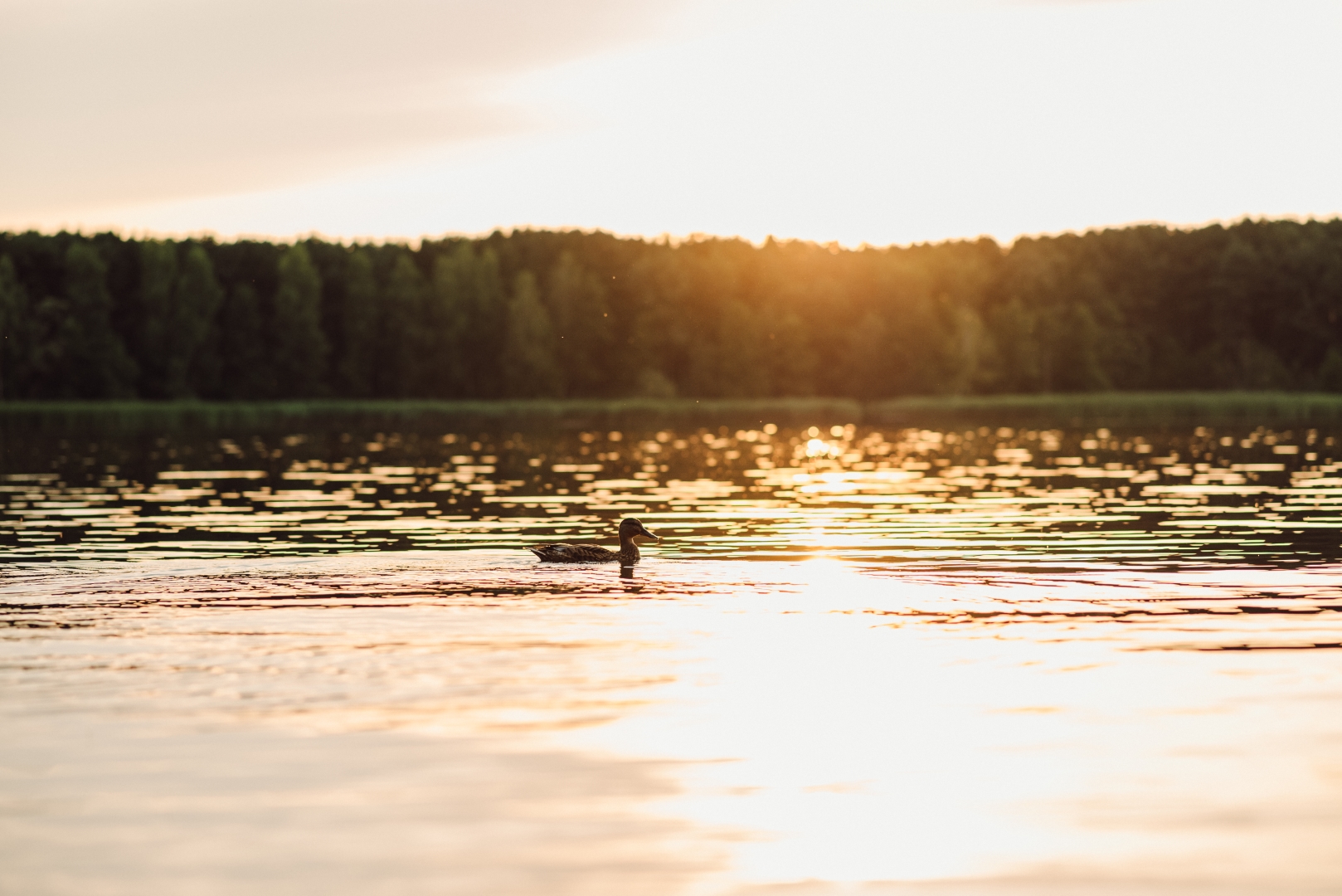 sesja narzeczenska o zachodzie slonca kielce (16)