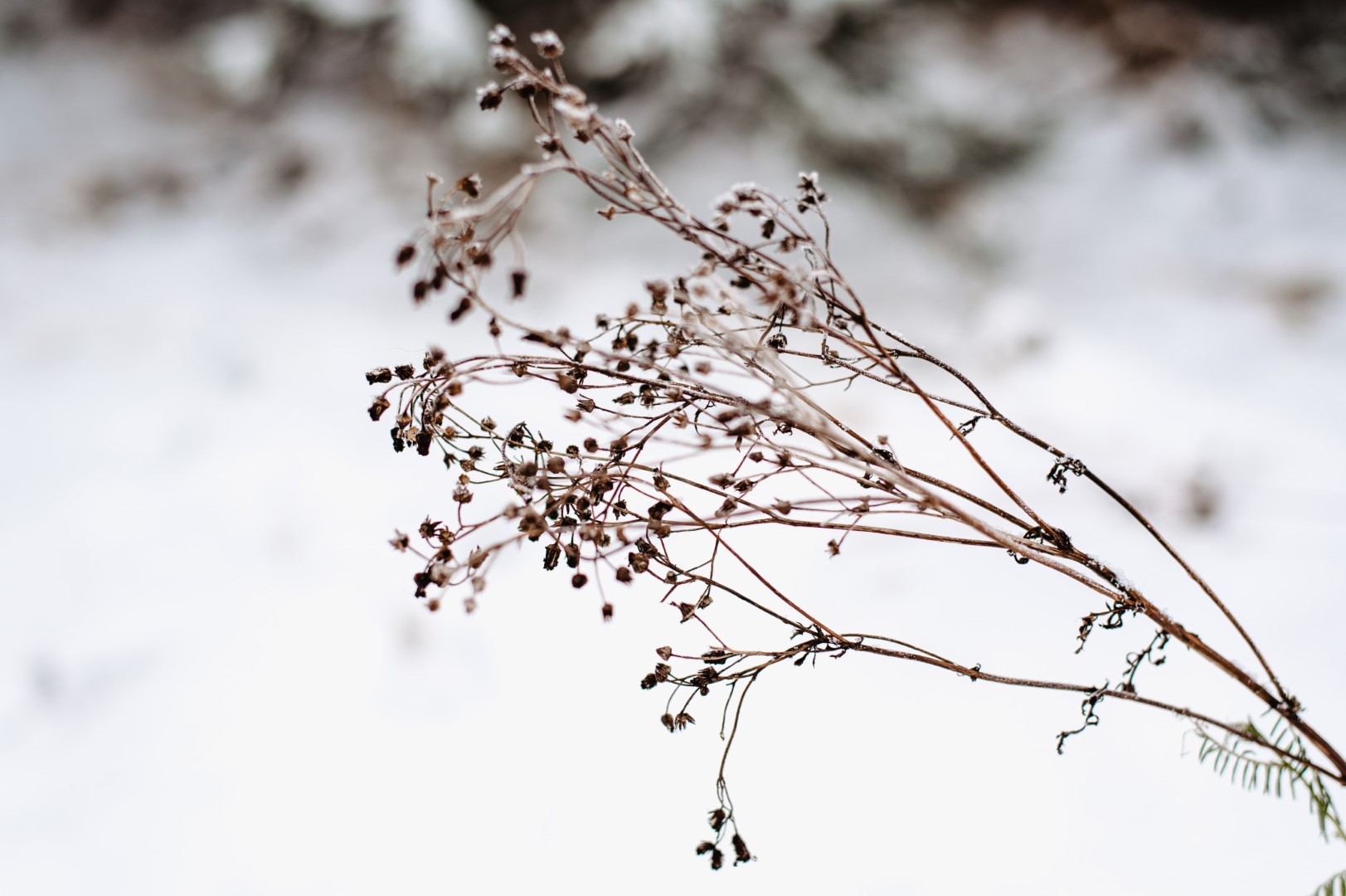 Natalia i Daniel (1)